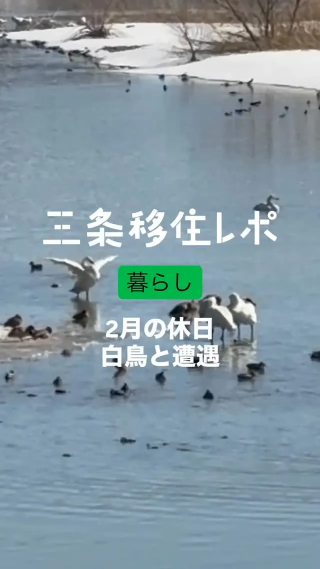 三条移住レポ 2月の休日 白鳥と遭遇